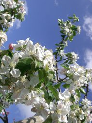 Altes Land Obstblüte